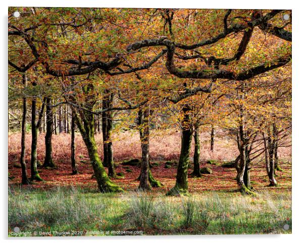 Autumn Wood Acrylic by David Thurlow