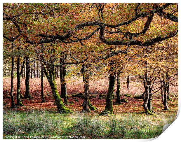 Autumn Wood Print by David Thurlow