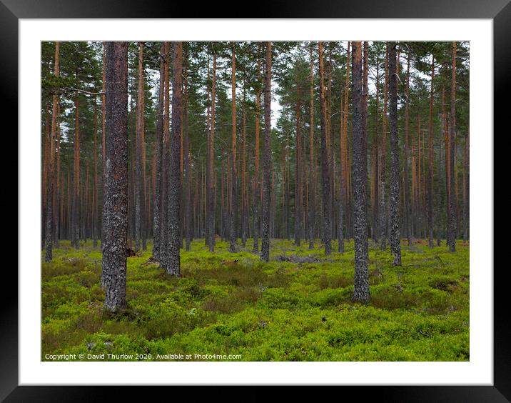 Lush Norwegian Pine Forest Framed Mounted Print by David Thurlow