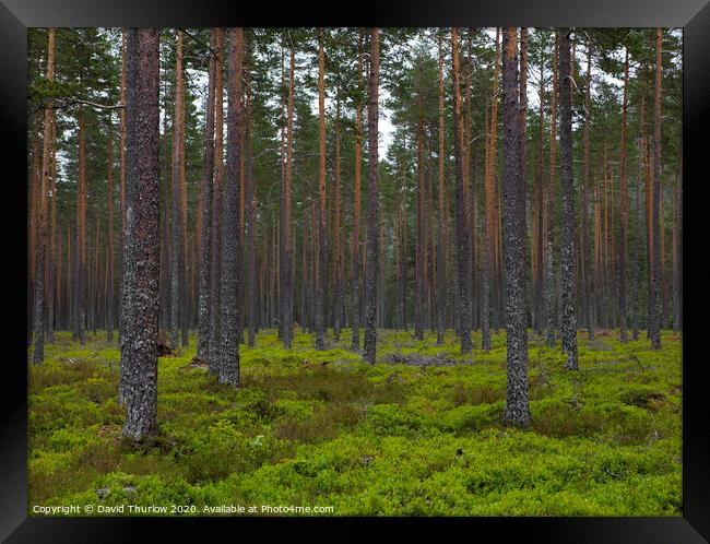 Lush Norwegian Pine Forest Framed Print by David Thurlow