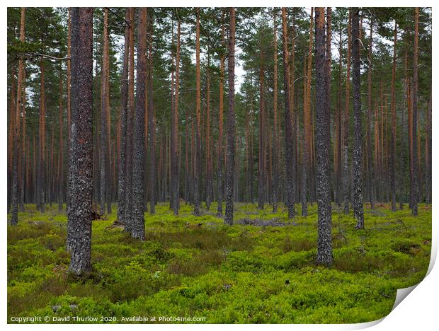 Lush Norwegian Pine Forest Print by David Thurlow
