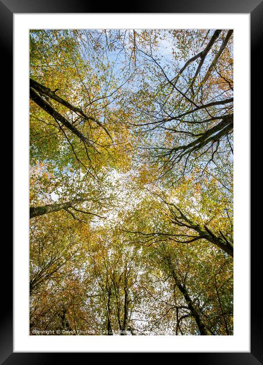Beech Canopy Framed Mounted Print by David Thurlow