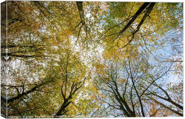Beech Canopy Canvas Print by David Thurlow