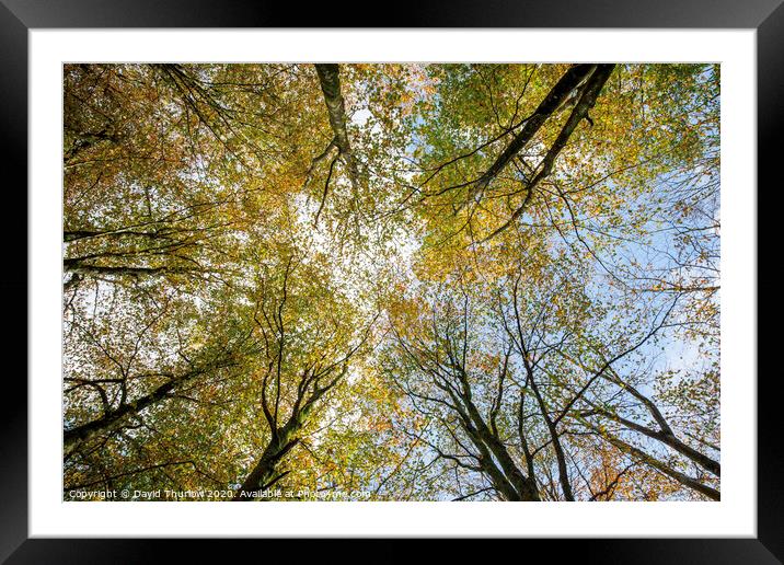 Beech Canopy Framed Mounted Print by David Thurlow