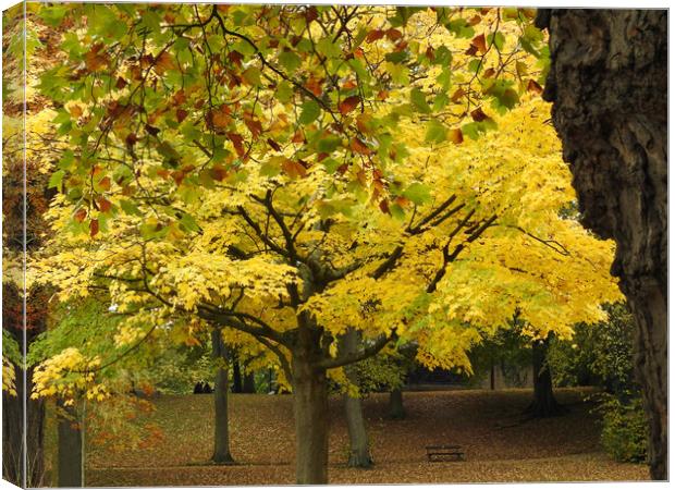 Autumn Tree Canvas Print by Pauline Raine