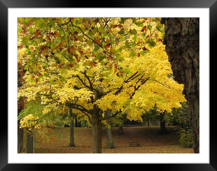 Autumn Tree Framed Mounted Print by Pauline Raine