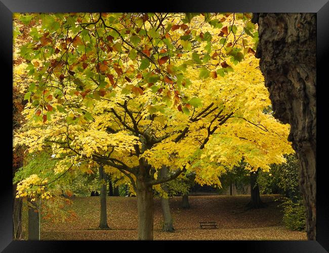 Autumn Tree Framed Print by Pauline Raine