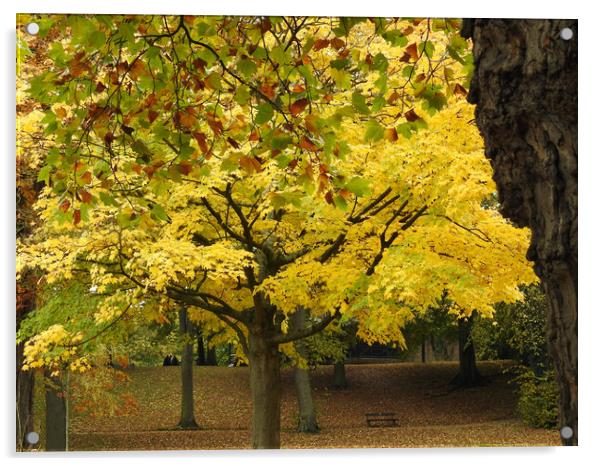 Autumn Tree Acrylic by Pauline Raine
