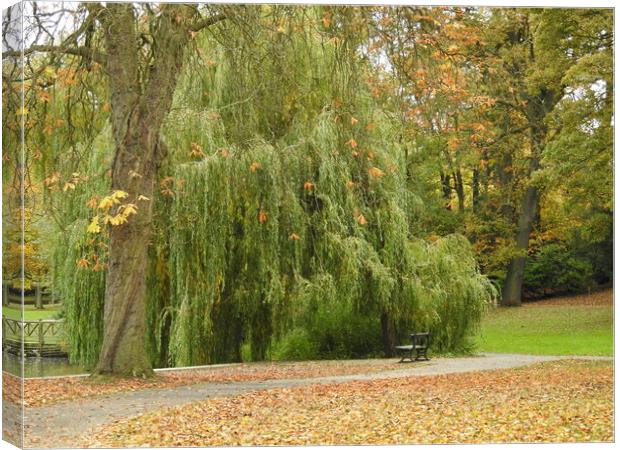 Willow Tree in Autumn Canvas Print by Pauline Raine