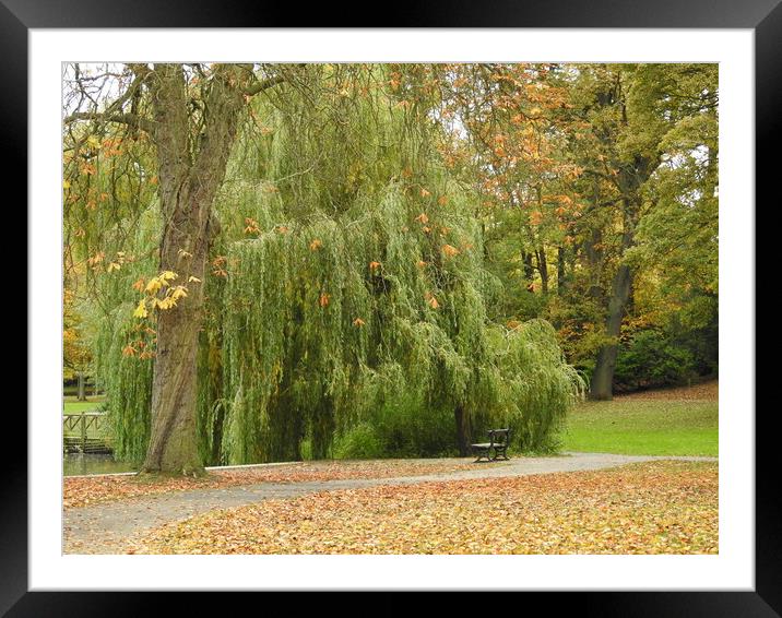 Willow Tree in Autumn Framed Mounted Print by Pauline Raine