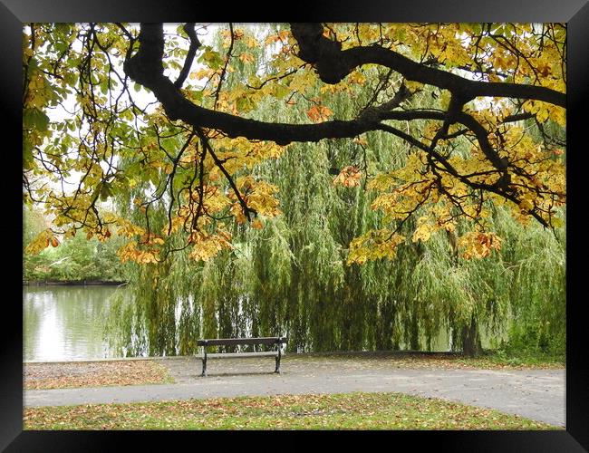 Bench by the Lake Framed Print by Pauline Raine