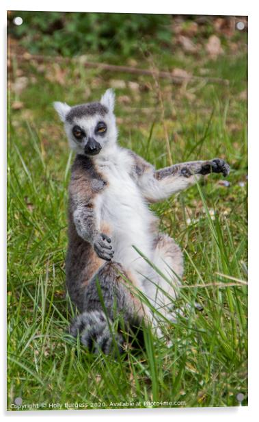 Lemur, Primates Acrylic by Holly Burgess