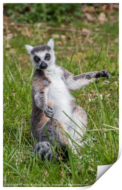 Lemur, Primates Print by Holly Burgess