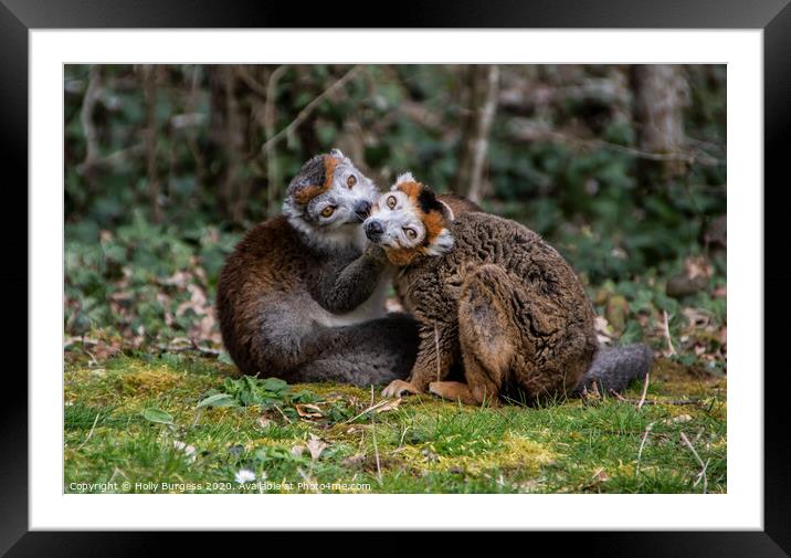 Enchanting Gaze of Madagascar's Mongoose Lemur Framed Mounted Print by Holly Burgess