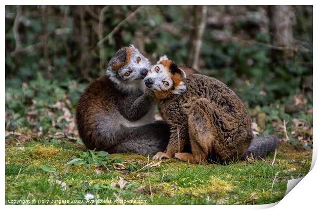 Enchanting Gaze of Madagascar's Mongoose Lemur Print by Holly Burgess