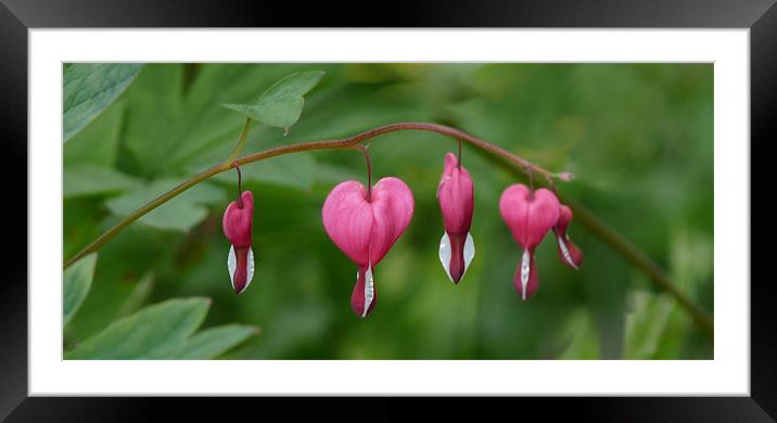 Bleeding Hearts Framed Mounted Print by susan potter