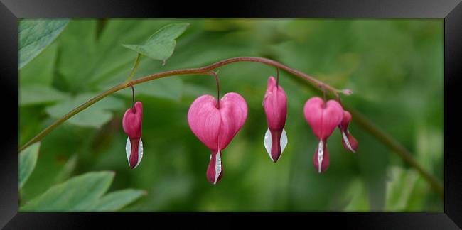 Bleeding Hearts Framed Print by susan potter