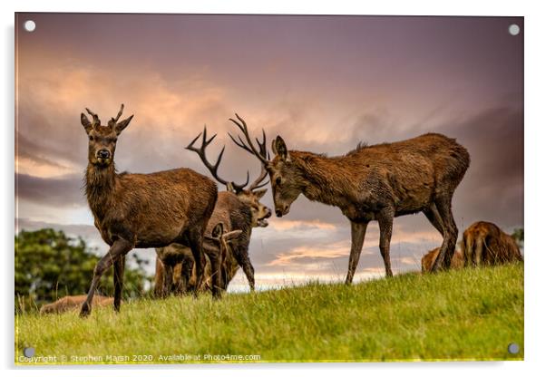 Red deer rutting Acrylic by Stephen Marsh