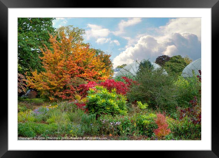Sheffield Botanical Gardens Autumn Border Framed Mounted Print by Alison Chambers