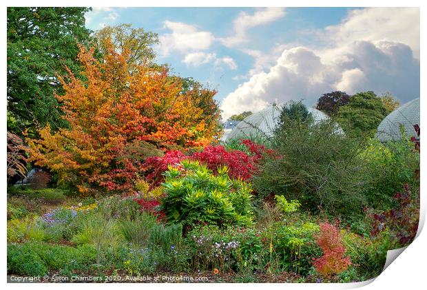 Sheffield Botanical Gardens Autumn Border Print by Alison Chambers