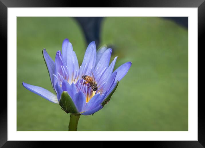 The Lily and the Bee Framed Mounted Print by Pete Evans