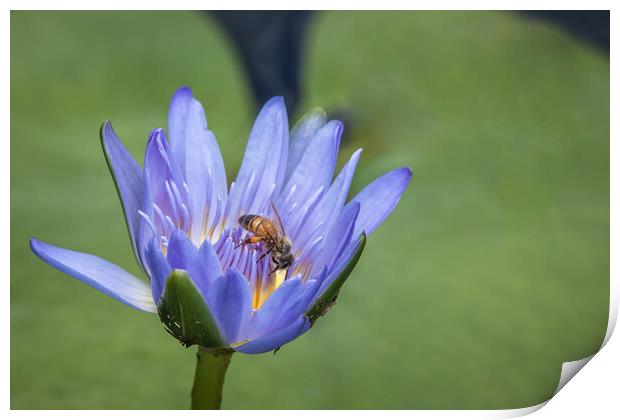 The Lily and the Bee Print by Pete Evans