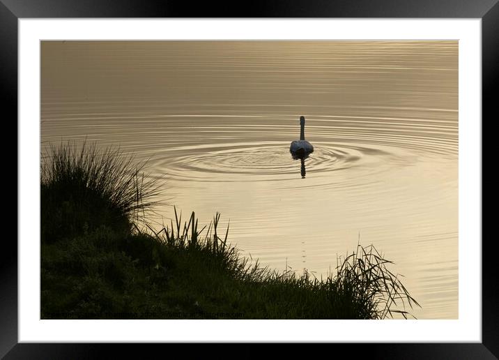 Swan on the River Coquet Rothbury  Framed Mounted Print by David Thompson