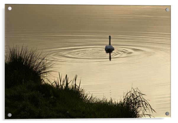 Swan on the River Coquet Rothbury  Acrylic by David Thompson