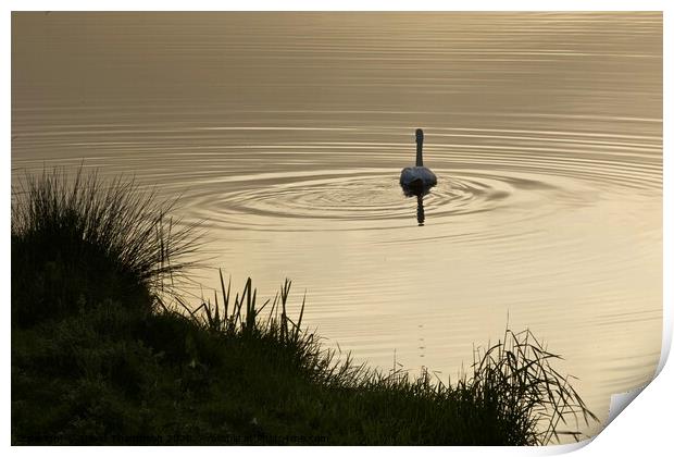 Swan on the River Coquet Rothbury  Print by David Thompson