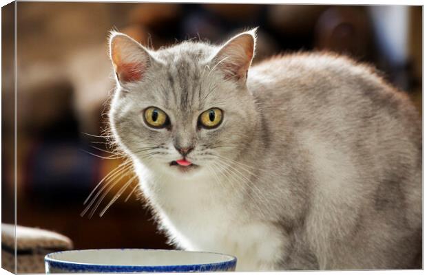 British Shorthair Cat Drinking Milk Canvas Print by Arterra 