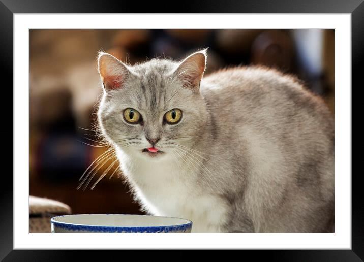 British Shorthair Cat Drinking Milk Framed Mounted Print by Arterra 