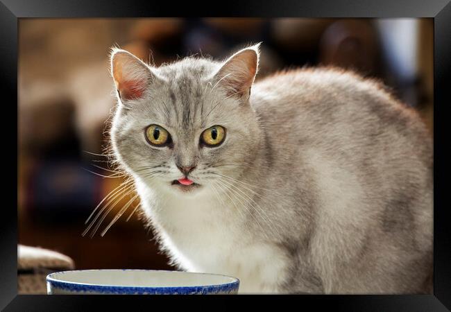 British Shorthair Cat Drinking Milk Framed Print by Arterra 