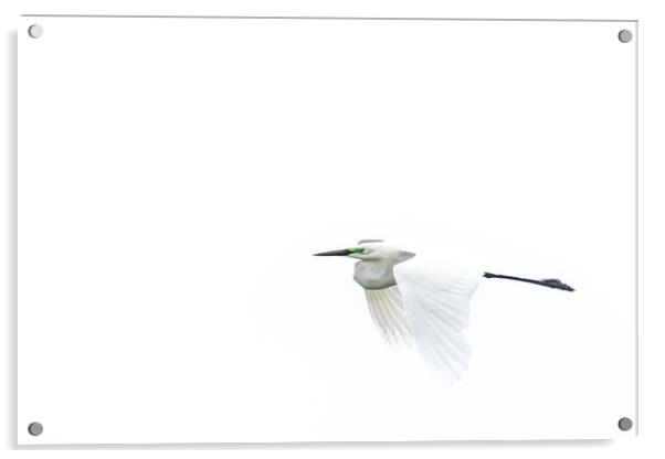 White Bird Acrylic by Pete Evans