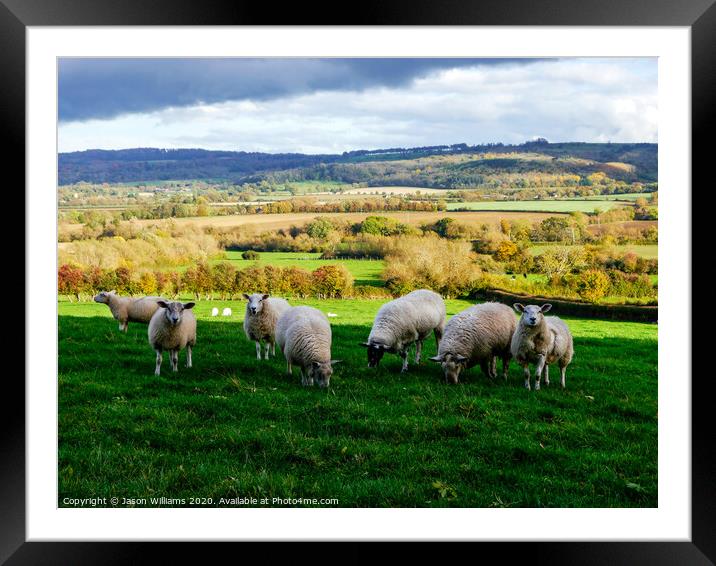 Sheep in the Cotswolds Framed Mounted Print by Jason Williams