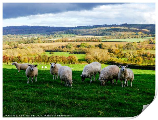 Sheep in the Cotswolds Print by Jason Williams