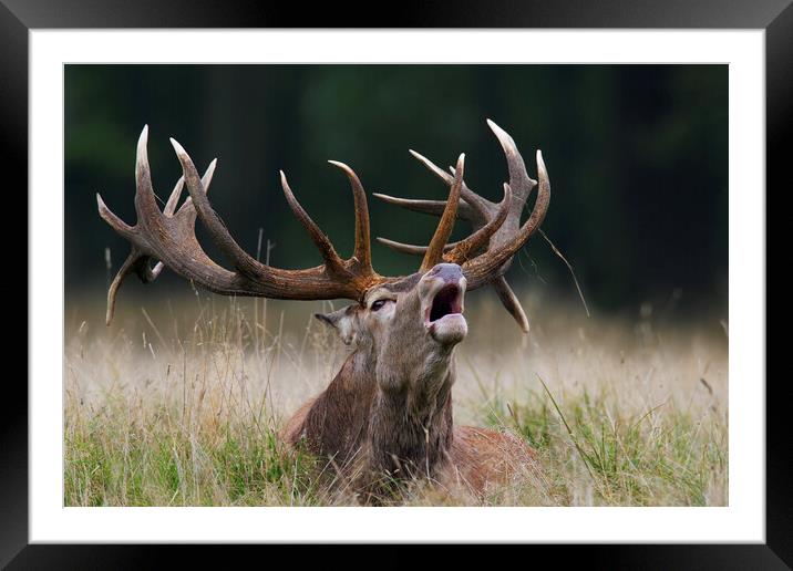 Burling Red Deer Stag  Framed Mounted Print by Arterra 