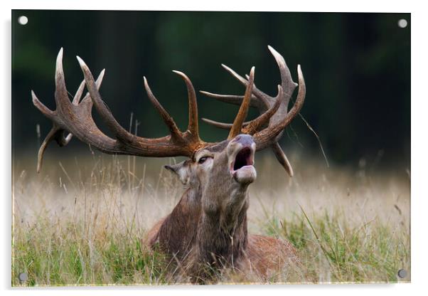 Burling Red Deer Stag  Acrylic by Arterra 