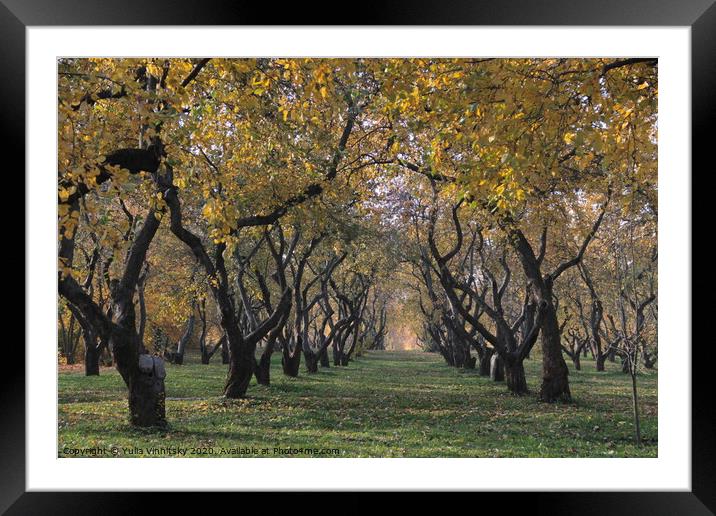 Apple orchard Framed Mounted Print by Yulia Vinnitsky
