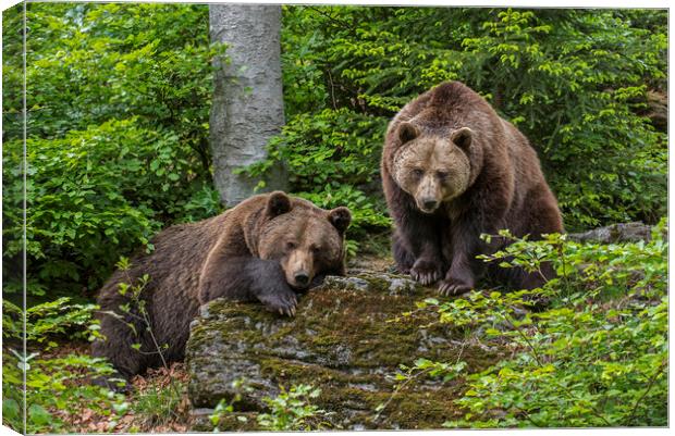 Two Brown Bears in Forest Canvas Print by Arterra 