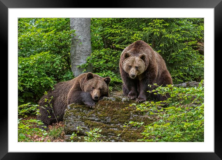 Two Brown Bears in Forest Framed Mounted Print by Arterra 