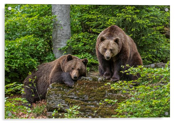 Two Brown Bears in Forest Acrylic by Arterra 