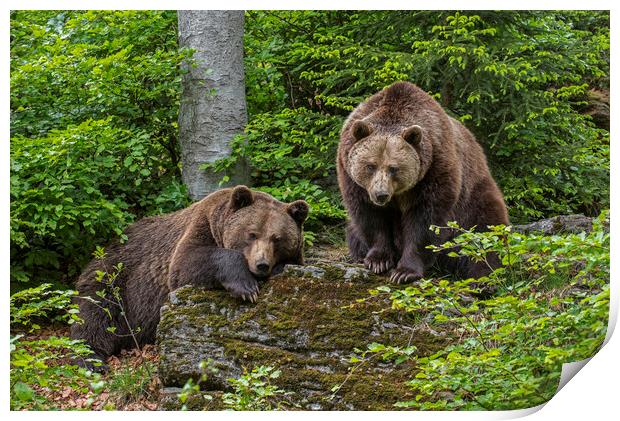 Two Brown Bears in Forest Print by Arterra 