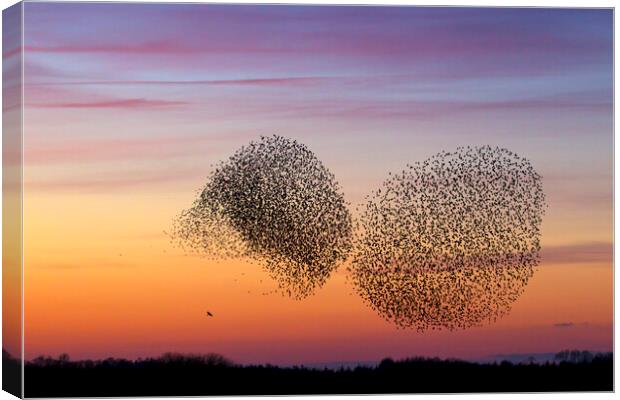 Bird of Prey and Starling Murmuration at Sunset Canvas Print by Arterra 