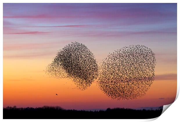 Bird of Prey and Starling Murmuration at Sunset Print by Arterra 