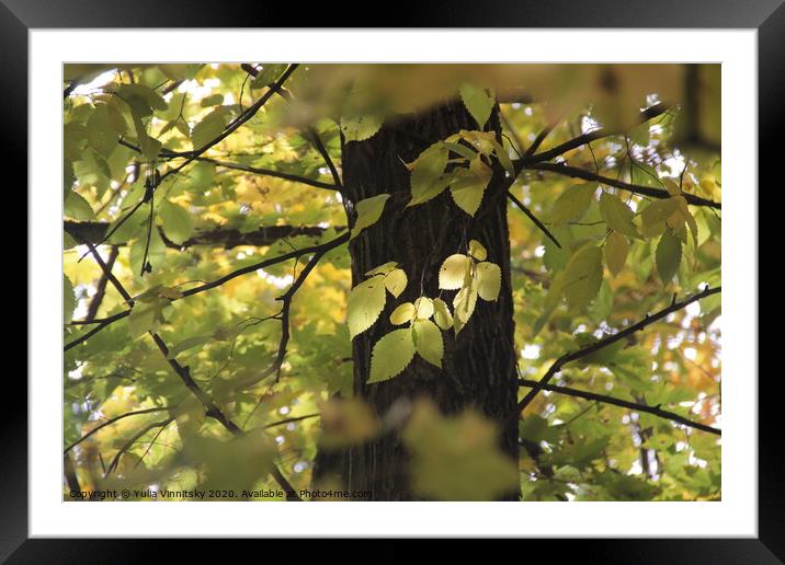 golden leaves Framed Mounted Print by Yulia Vinnitsky