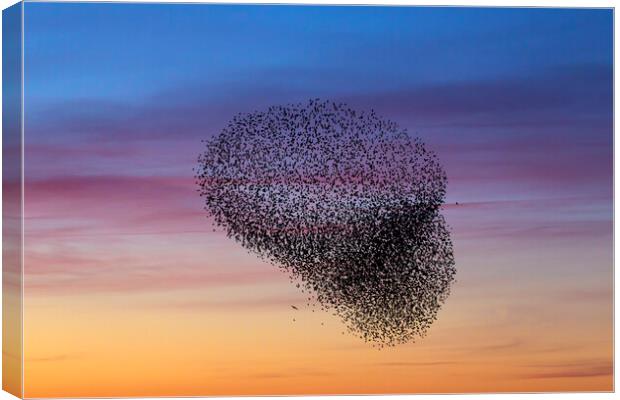Starling Murmuration at Sunset Canvas Print by Arterra 