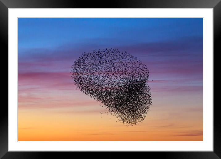 Starling Murmuration at Sunset Framed Mounted Print by Arterra 
