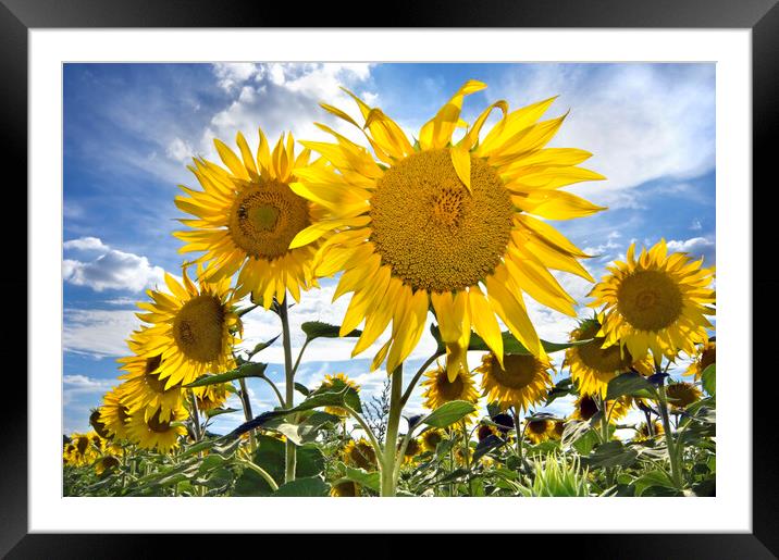 Field with Sunflowers Framed Mounted Print by Arterra 