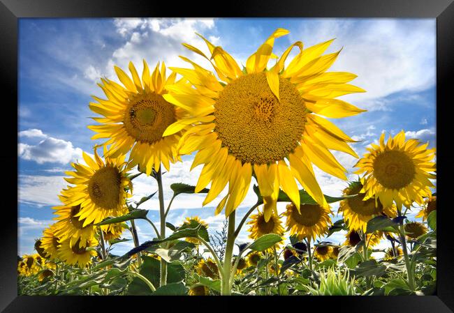 Field with Sunflowers Framed Print by Arterra 
