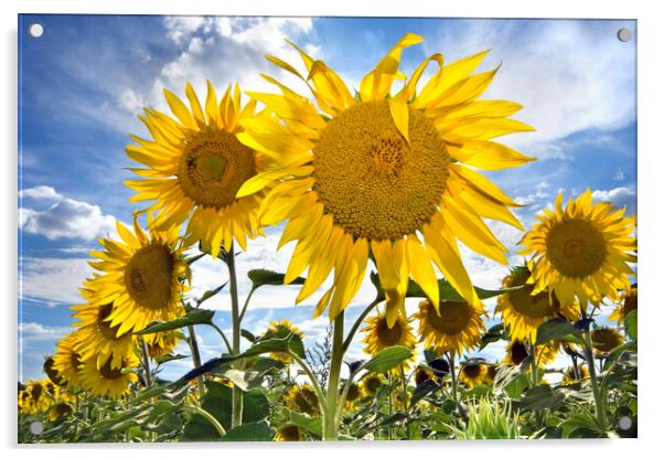 Field with Sunflowers Acrylic by Arterra 